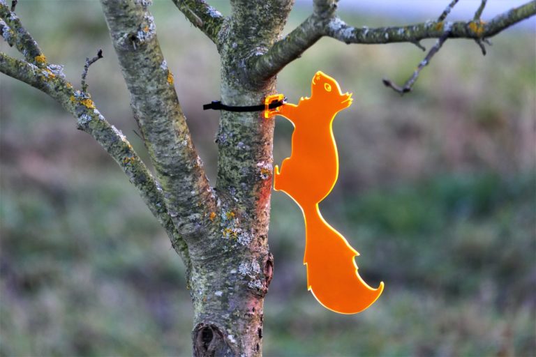 Baumläufer Eichhörnchen – Sonnenfänger aus Acrylglas