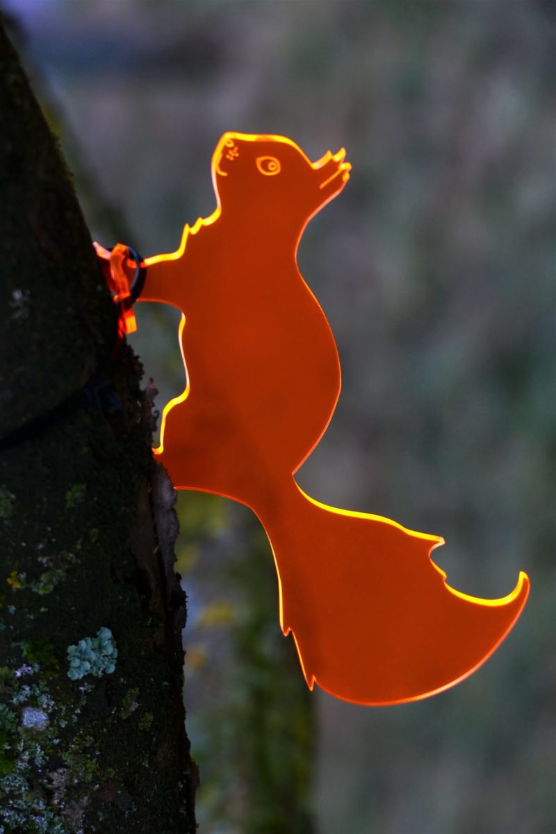 Baumläufer Eichhörnchen
